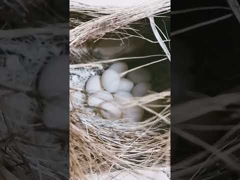 Eierwahnsinn bei den Ringelamadinen 😊