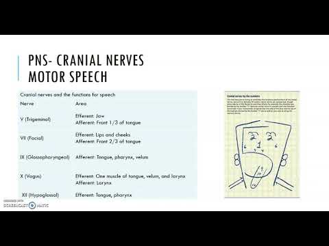 Anatomy of Speech sound production