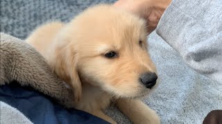 Living alone in Tokyo, Spending time with a Golden Retriever puppy has improved my life
