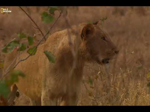 The Dogs of Lion Country- Part 14 #nature #animals #wildlife #dogs #wildwisdom #lion 