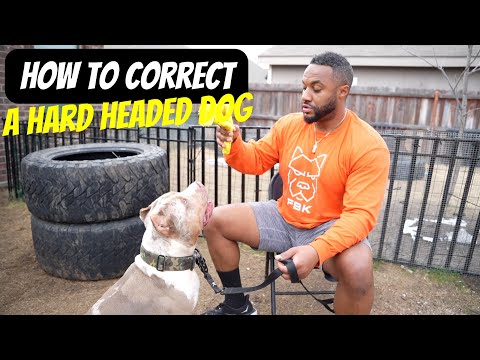 How to Correct a Hard Headed Dog