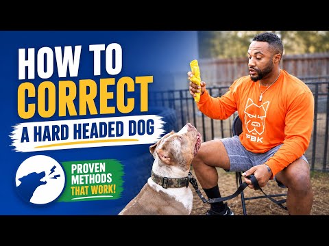 How to Correct a Hard Headed Dog