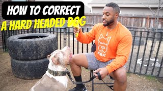 How to Correct a Hard Headed Dog