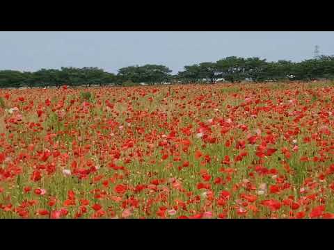 千年の苑ポピー