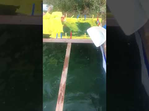 8 luglio 2020 La raccolta della spirulina.