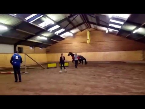 2-yrs old stallion v. Casall X Carthago