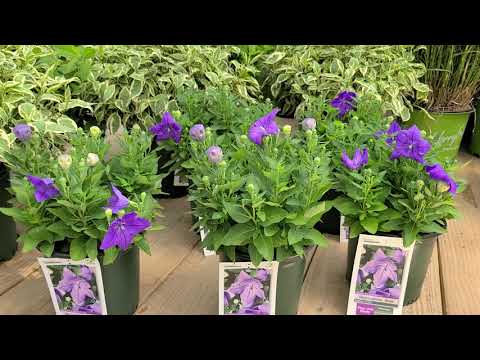 Platycodon Sentimental Blue' (Balloon Flower)🎈// POPULAR and LONG BLOOMING