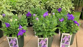 Download lagu Platycodon Sentimental Blue' (Balloon Flower)🎈// POPULAR and LONG BLOOMING mp3