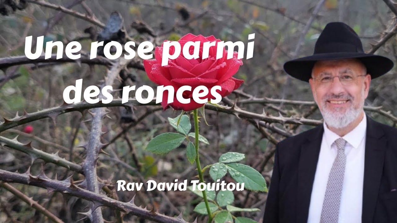 Une rose parmi des ronces