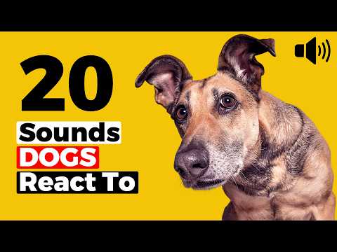 20 Dog Sounds That Get Reactions -  Sounds Dogs Love &amp; React To