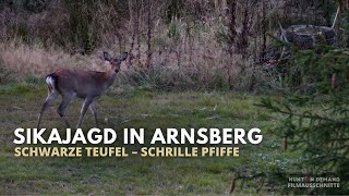 Sikajagd im Arnsberger Wald – Jagdwochenende zur Brunft – die ersten 8 Minuten Hunt on Demand
