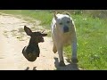 Best Of Dog Sibling Moments NEW Funny Dog Videos