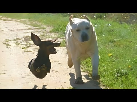 Les meilleurs moments de la fratrie de chiens nouvelles vidéos drôles de chiens