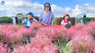 【遊覽車出遊】這本來應該是個賞油桐花的行程｜油桐花季應該很美｜4~5月散步景點參考