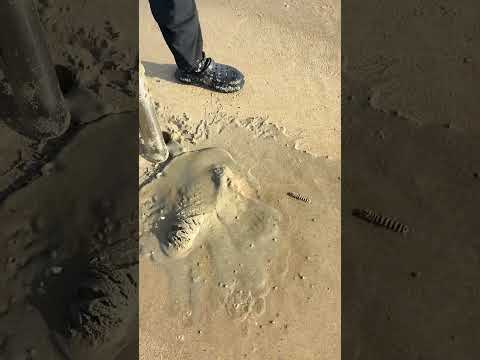 Have you learned how to catch zebra mantis shrimp #Outdoor Seafood Hunting #Seafood Hunting