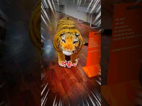 [은풍준시 특별기획전] 은풍준시 먹으러 범 내려왔다~! #shorts