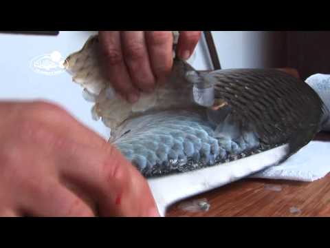 Odstranění šupin kapra