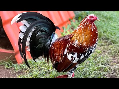 Very Nice Beautiful Birds Triad Farm in Hawaii