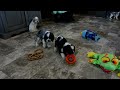English Cocker Spaniel dogs for sale: Livia - Video 1