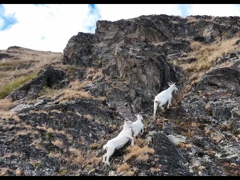 The 9-Step Mountain Goat Climb to Retirement