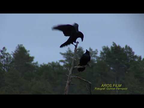 KORP  Common Raven  (Corvus corax)  Klipp - 2447