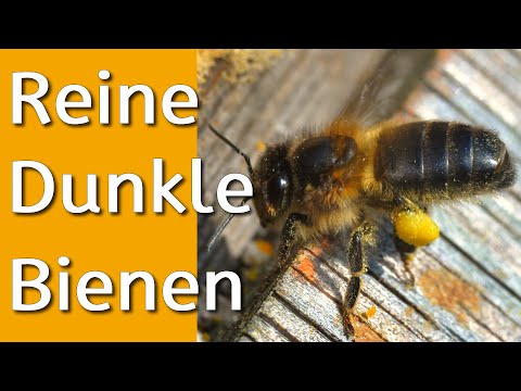Watch, buy and learn to love pure dark european bees - Apis mellifera mellifera