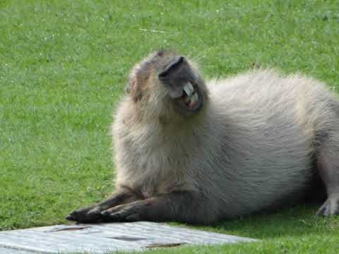 Diox / The Returners feat. Pelson - Kroki remix by ( Mr Y )