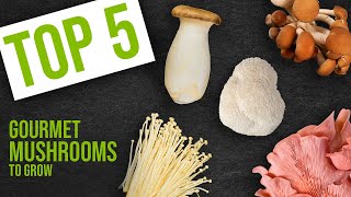 Top 5 Gourmet Mushroom Varieties to Grow | GroCycle