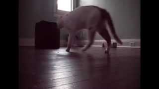 Mr. Flash - Domino Part B - (French House Cats Part Cinq)