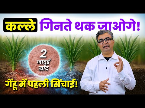 गव्हामध्ये पाण्याची आणि खताची योग्य वेळ