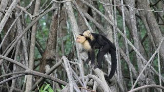 preview picture of video 'The Manuel Antonio Monkey Mangrove Tour By Aventuras Tropicales'