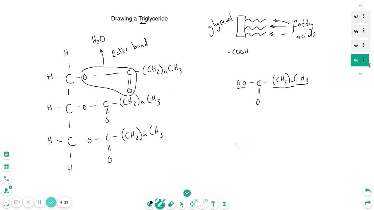 Drawing a triglyceride