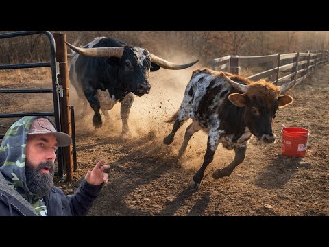 The Bull Finally Had Enough of The Steer!