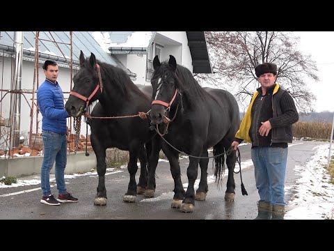 Iepele lui Marius de la Voitinel, Bucovina - 2020/2021 Nou!!!