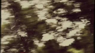 Jaws of Love- Hawaiian Plates