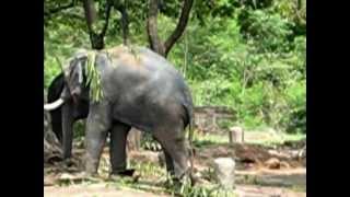 preview picture of video 'Guruvayur Tuskers hide and seek, shy animals'
