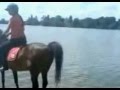 Pooping Horse 16 Pooping In Water