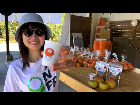 Picking Persimmons at Migita Orchard, Tanushimaru station