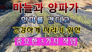 [텃밭농부 1,756]  마늘과 양파가 혹독한 겨울을 건강하게 지내도록 해 주는 3가지 방법. #마늘재배 #…