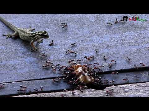 Ant Army Ambushes Bug - Watch the Lizard's Reaction
