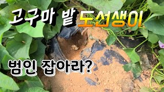 고구마 밭을 벌써 도선생이 다녀 갔어요 범인 누굴까?