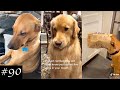 Compilation With Dogs That Have Done Wrong Guilty Dogs
