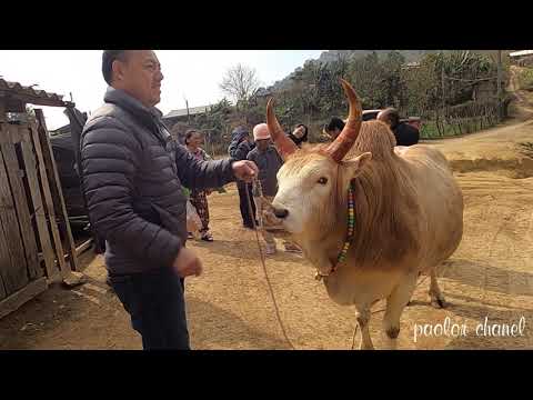 tub Vwj nyob meka tu nyuj npua qhaum