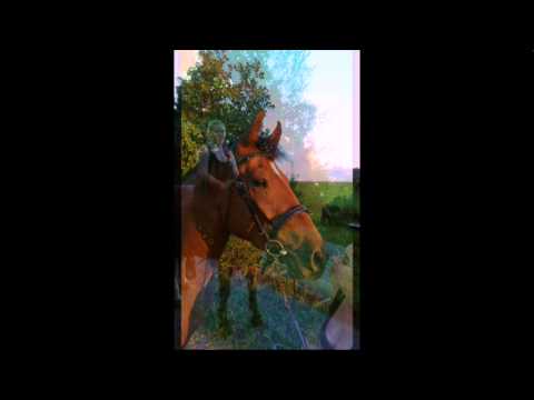 Mein eigenes Pferd! Rainbow 28.8.2015