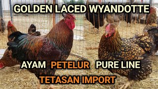 Download lagu Ayam GOLDEN LACED WYANDOTTE ‼️Import Original Dari USA 📌 mp3 Download lagu Ayam GOLDEN LACED WYANDOTTE ‼️Import Original Dari USA 📌 mp3