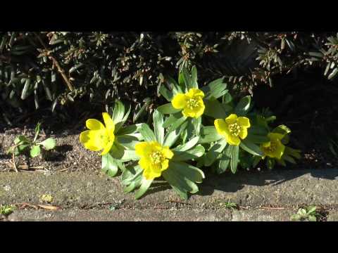 Winterling (Eranthis hyemalis)