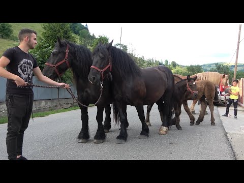 Iepele lui Andrei si Calinut de la Vidra, Alba - 2020 Nou!!!