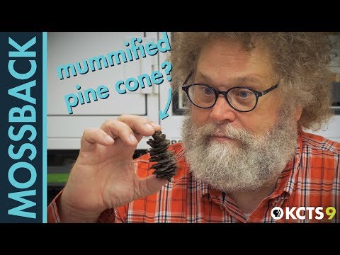 Washington Once Had Palm Trees, Maybe It Will Again Soon​ | Mossback’s Northwest