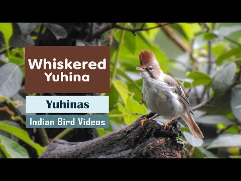 Juhina žltokrká (Yuhina flavicollis) — video o speve a chove