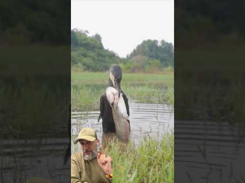 طائر الغاق الاسود